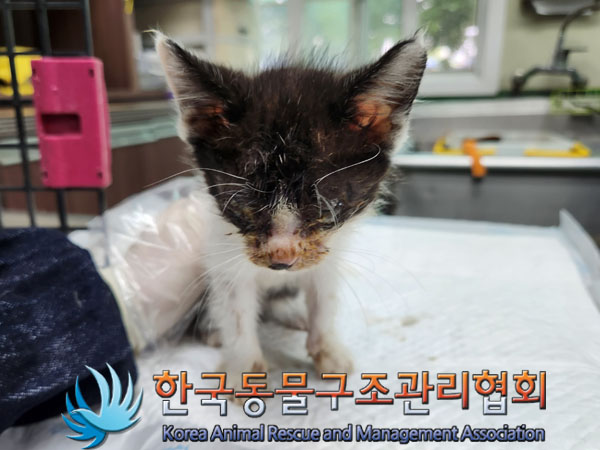 한국동물구조관리협회_441414202300411